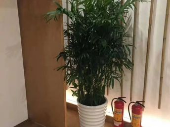 深圳羅湖花卉租擺 從盆栽批發(fā)到綠化養(yǎng)護的一站式服務