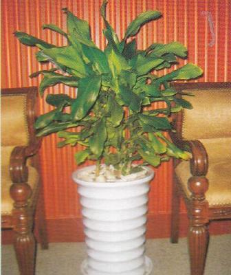 成都美匯園藝 專業(yè)室內(nèi)植物租擺與全方位園林綠化服務