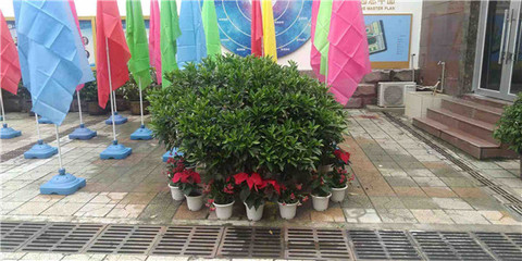 綠意煥新校園，盆栽租賃扮靚校園一角