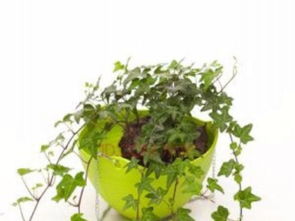 北京專業綠植租賃 一站式植物租擺與養護服務，打造綠色辦公與生活空間