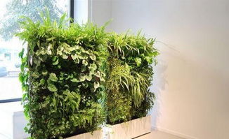 綠意盎然，商丘花卉租賃與養(yǎng)護(hù)服務(wù)全攻略